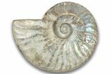 Silver Iridescent Ammonite (Cleoniceras) Fossil - Madagascar #323455-1